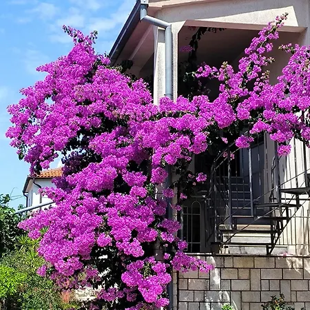 Rosa * Rovinj