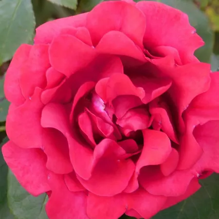 Apartman Rosa *